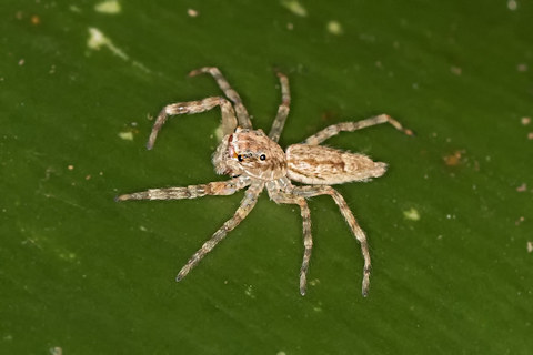 Jumping Spider (Helpis minitabunda) (Helpis minitabunda)